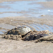 horseshoe crabs copulating during low tide in Cape Cod. Gonzalo Giribet