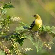 Orchard oriole on pokeweed by AndrewWeitzel