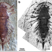 The non-biomineralized artiopodan Sinoburius lunaris from the early Cambrian (Stage 3)Chengjiang. Courtesy of Javier Ortega-Hernández