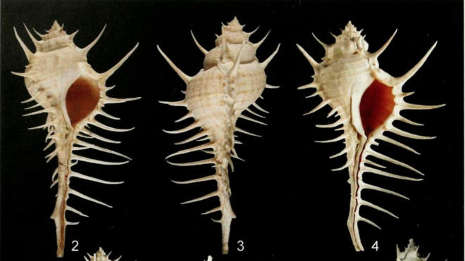 Two new species of Murex S.S. (Mollusca:Gastropoda:Muricidae) from the northern Indian Ocean