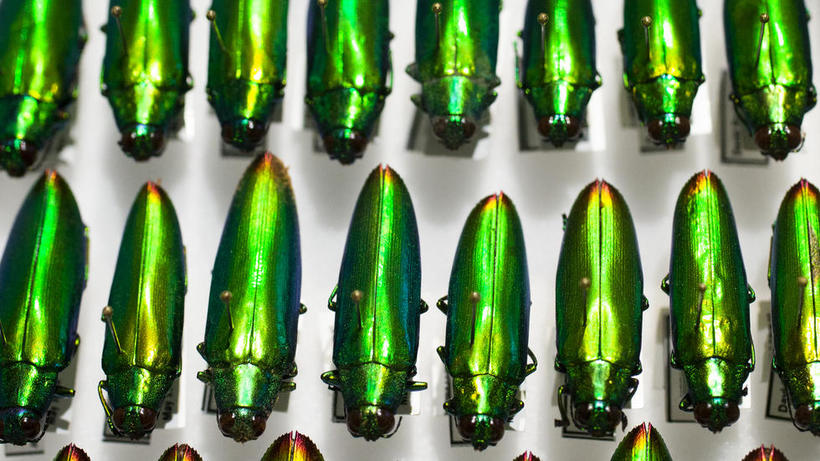Beetles, Photo by Stephanie Mitchell Harvard Gazette