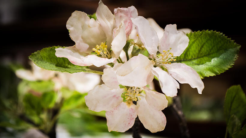 Apple Blossom detail in Glass Flowers Gallery exhibit