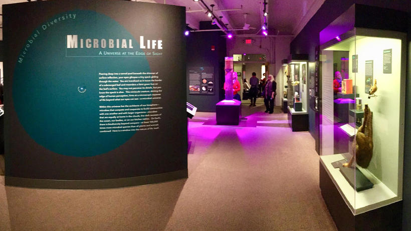 Image of Microbial Life exhibit