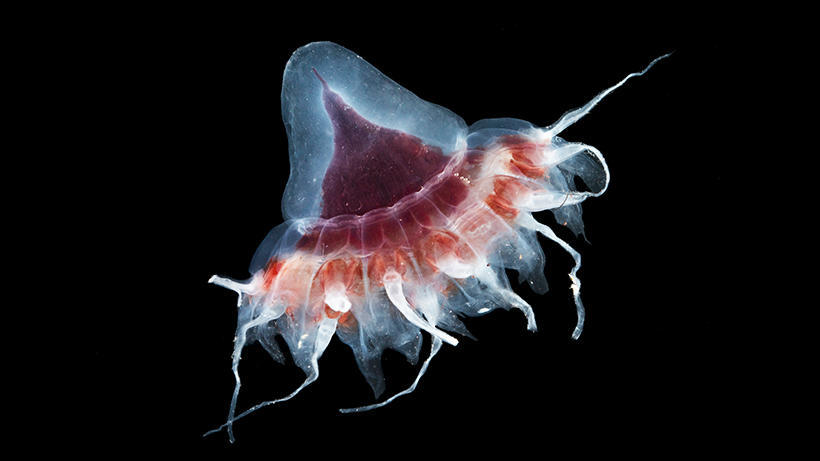 A helmet jellyfish swimming in the deep, dark ocean.
