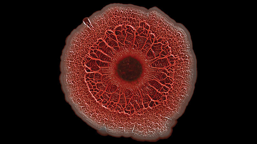 Round red microbe
