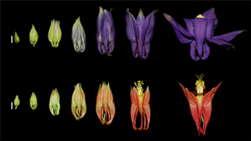 A developmental series of A. alpina (top) and A. canadensis (bottom) flowers