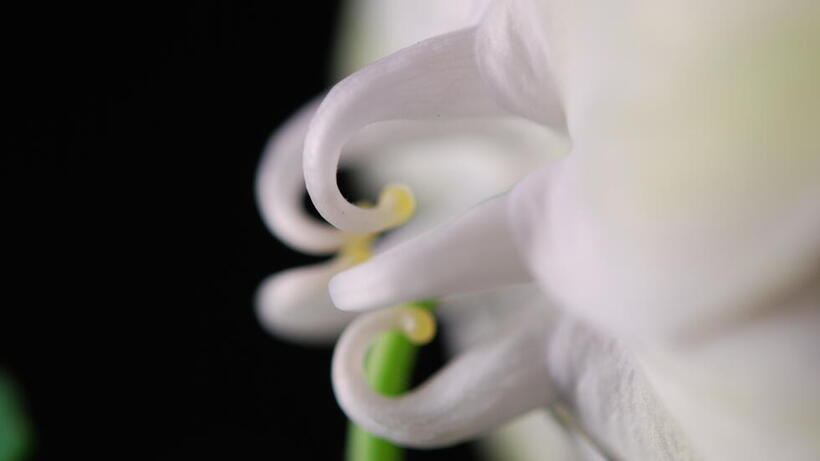  The nectar spurs of A. flabellata 'alba' are so curly!