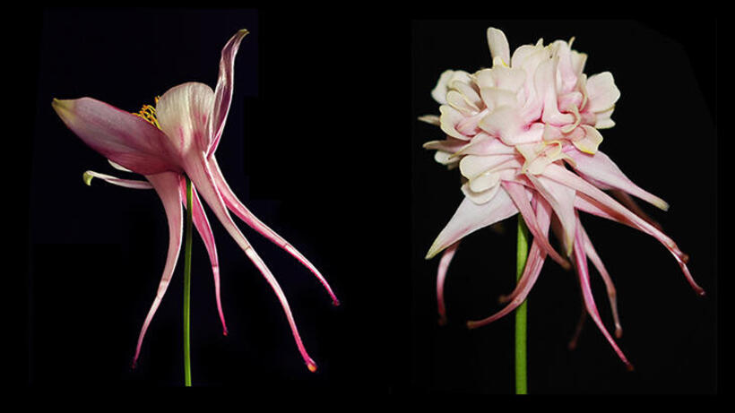 Left: An ANS-silenced flower. Right: An ANS-AqAG1 silenced flower