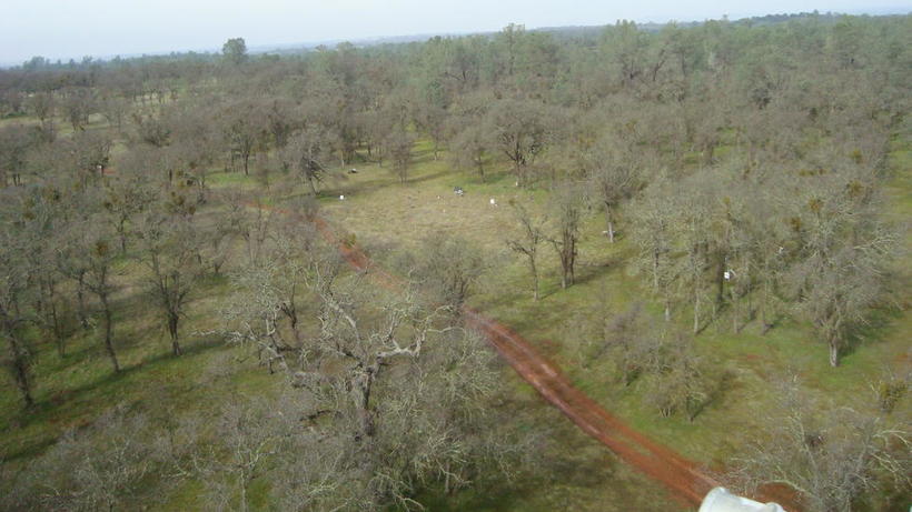 View of Tonzi Ranch from the top of the flux tower