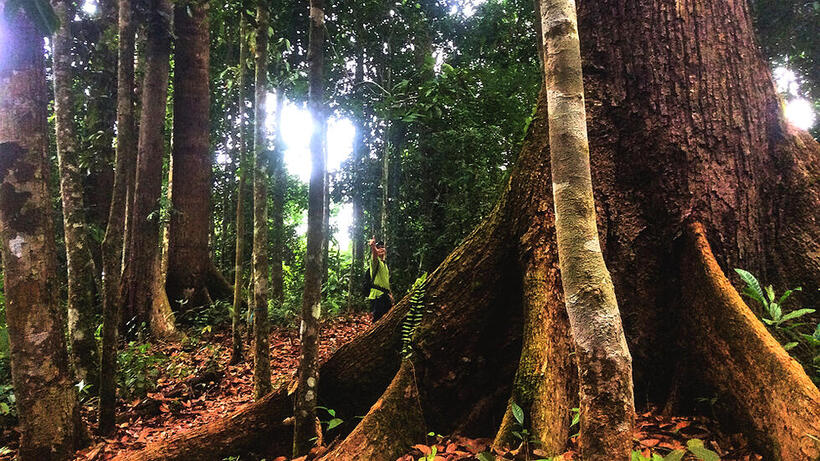 Large trees in forest in Sabah, Malaysia