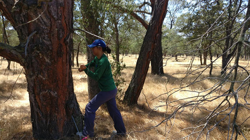 Jackie Ho, Harvard undergrad, coring a grey pine (Pinus sabinana) at the Tonzi Ranch field site