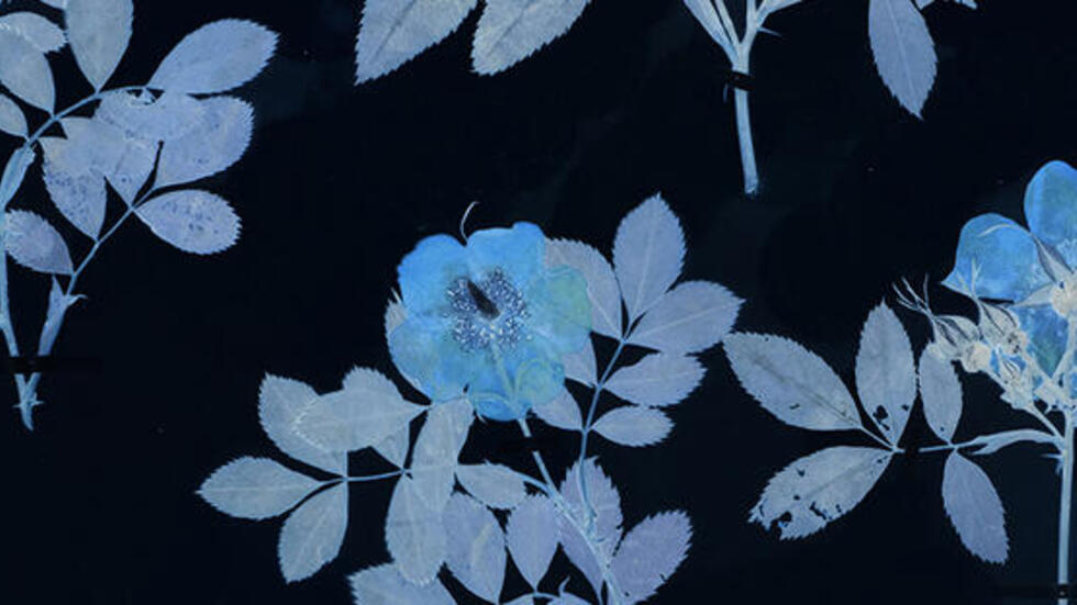 Cyanotype image of flowers on black background.