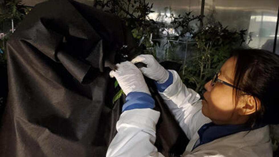 Dr. Yumei Zhou, taking samples for NSC analysis and making sure the leaves are well covered