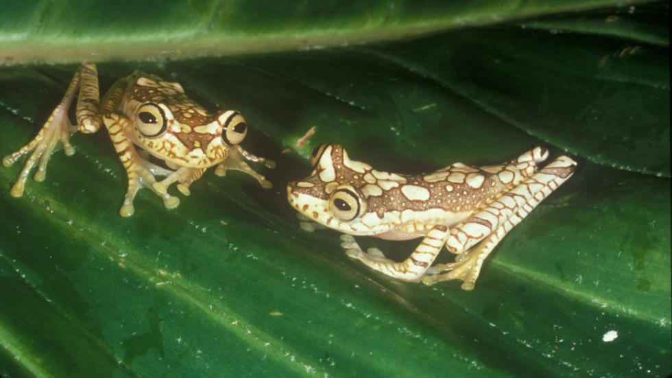 Imbabura treefrogs Photo: Kenneth Miyata