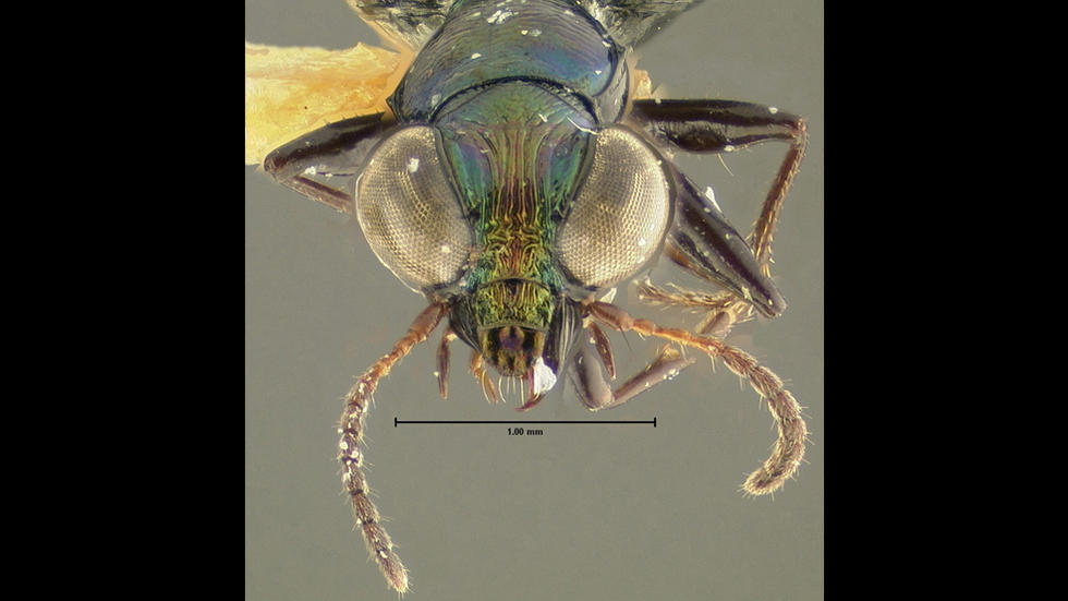 Scopodes darlingtoni Baehr, a ground beetle, holotype, MCZ 31500. Photo: Entomology Department