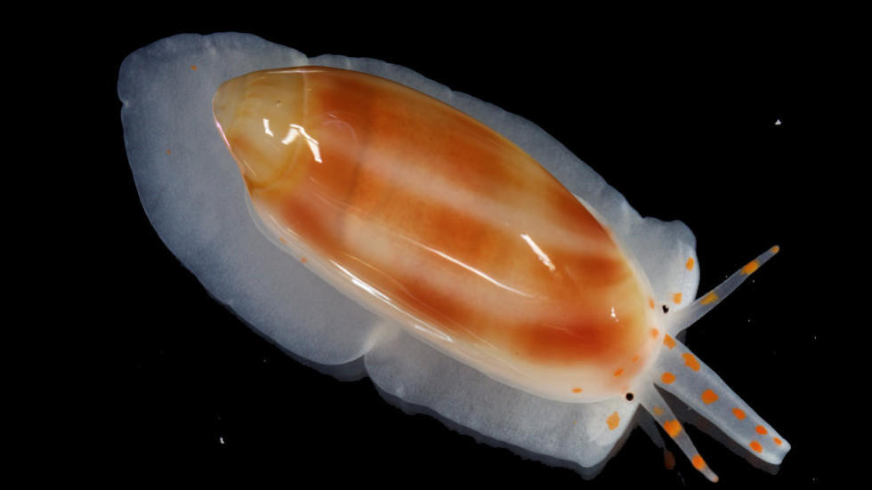 Volvarina sp., Marine gastropod from Belize, MCZ 384331, photo by G. Giribet