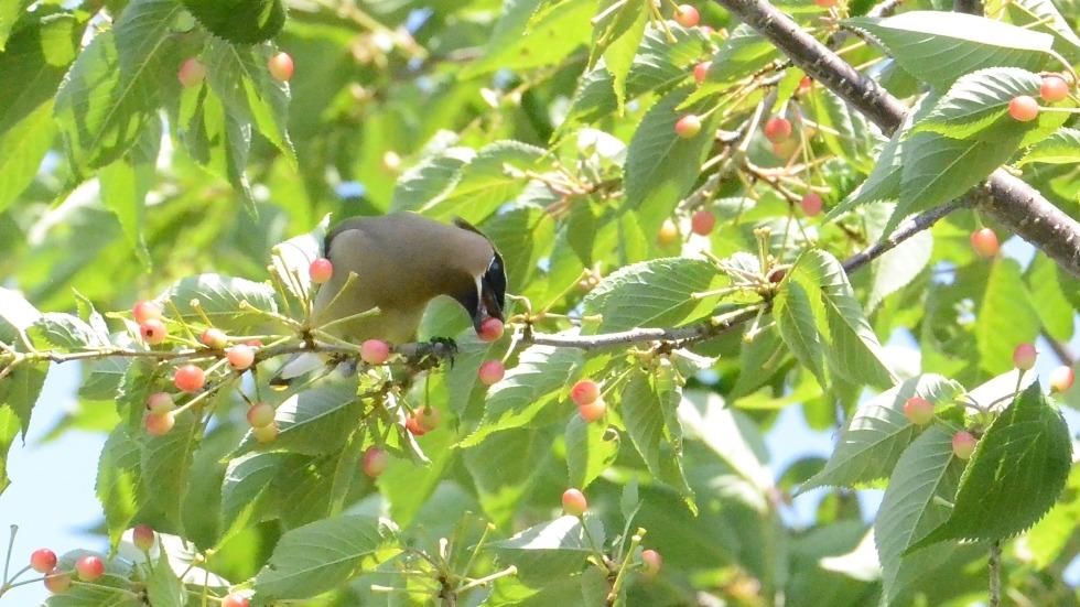 Picture of a bird eating berries on a branch 