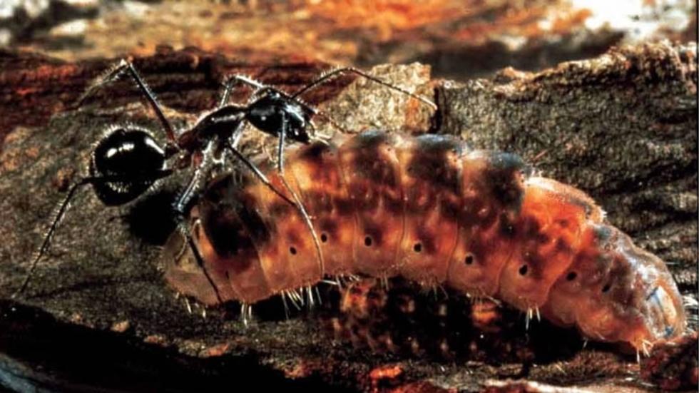 Ogyris genoveva caterpillar with a Camponotus worker