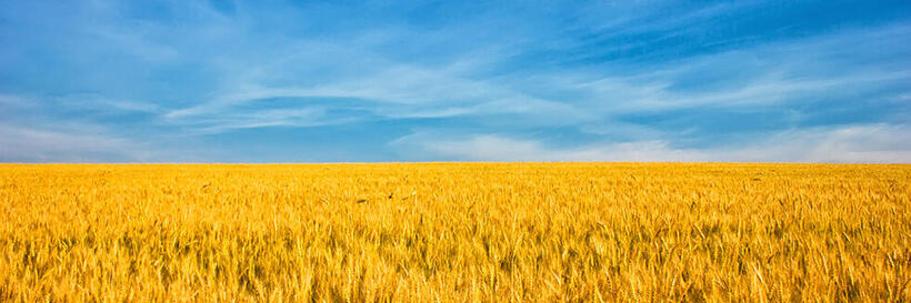 Blue sky and wheat field