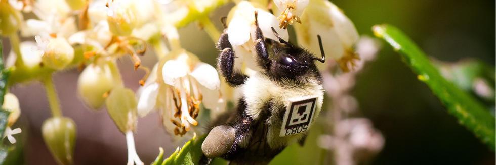 James Crall QR Code Tagged Bees for Science Magazine