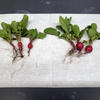 Radishes, grown with the Nocera group's biofertilizer (right) and without