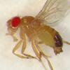Image of an anesthetized male Drosophila fruit fly