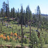 A forest under recovery after a wildfire in Yosemite National Park, USA