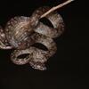 New species of boa from the Dominican Republic