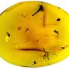 An oval piece of amber embedded with tiny invertebrate fossils