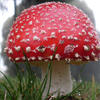 Amanita Muscaria Mushroom - John Tann/flickr