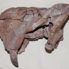 Left side of the skull of the dicynodont Dolichuranus from Tanzania. Photo by K. Angielczyk