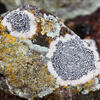 Lichens on rock by Jared Tarbell on Flickr