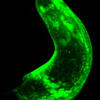 Whole three-banded panther worm with muscle glowing in green. Image courtesy of Lorenzo Ricci