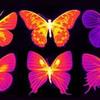 Infrared photographs butterflies-nanfangyuandcheng-chiatsai