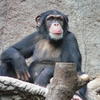 Chimpanzees Would Cook if Given the Chance, Research Says (New York Times)